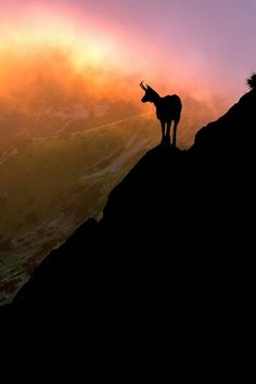 a cow standing on top of a mountain at sunset