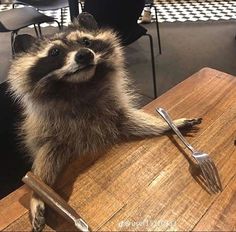 a raccoon sitting at a table with a fork and knife in it's mouth