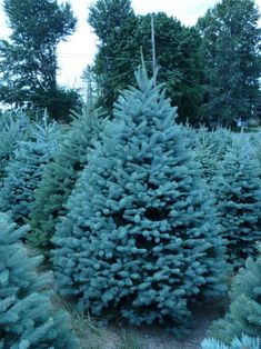 many blue christmas trees are lined up in the yard, and ready to be picked