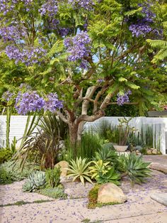 a tree with purple flowers in the middle of a yard and some rocks on the ground