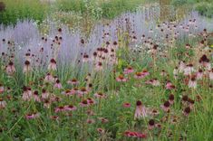 wildflowers and grasses in a field with purple flowers