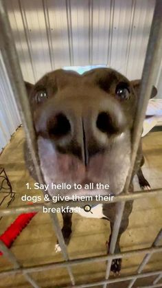 a dog sticking its head out from behind bars in a cage with the caption saying, i say hello to all the dogs & give them their breakfasts