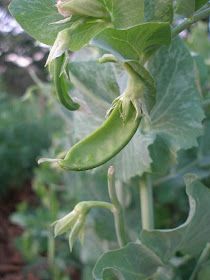 green beans are growing on the plant in the garden