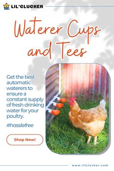 the flyer for water cups and tees