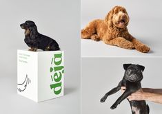 there are four different pictures of dogs on the same box and one dog is sitting on top