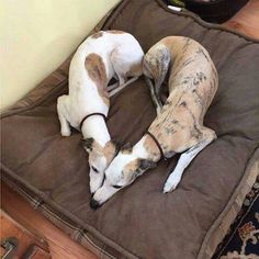 a dog laying on top of a brown pillow