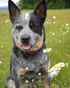 a dog is sitting in the grass with daisies around him and looking at the camera