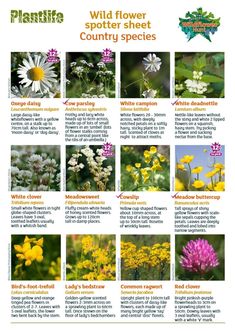 the wildflowers and other flowers are shown in this poster, which includes pictures of them