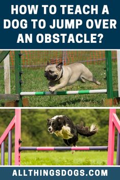 a dog jumping over an obstacle with the words how to teach a dog to jump over an obstacle?