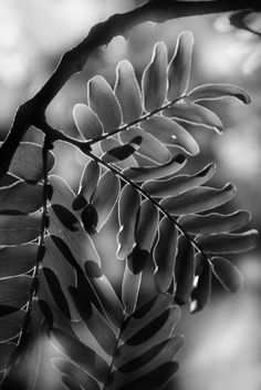 a black and white photo of some leaves