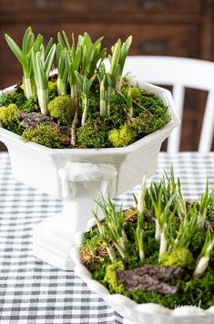 two white dishes filled with green plants on top of a checkered tablecloth covered table