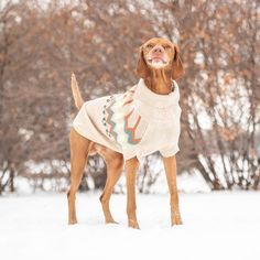 a dog wearing a sweater in the snow