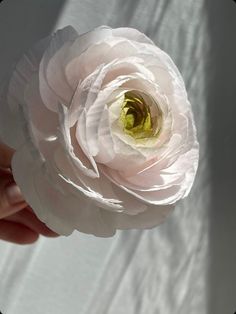 a person holding a white flower in their hand