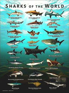 sharks of the world are shown in this poster