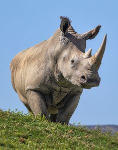 a rhino standing on top of a lush green field next to a blue sky with the words pointy tank puppy