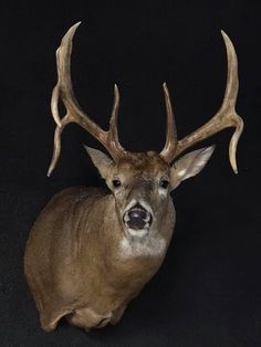 a close up of a deer's head with antlers on a black background