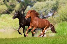 two horses are running in the grass near some water and trees, one is brown and the other is black