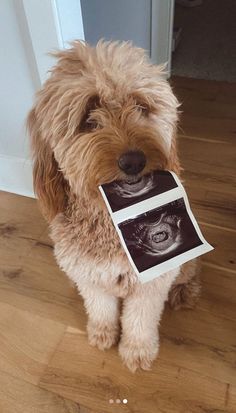 a small dog holding up an x - ray photo