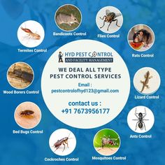 an advertisement for pest control company with pictures of bugs and other insects in the background