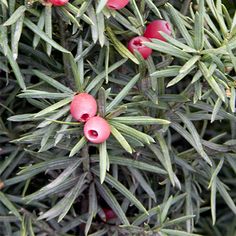 red berries are growing on the branches of a pine tree, with green leaves in the foreground