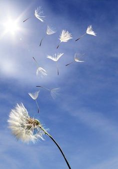 a dandelion blowing in the wind on a sunny day with blue sky and white clouds