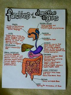 a diagram of the functions of the human body in order to understand what it is