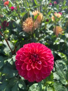 a large red flower sitting in the middle of a garden filled with lots of green leaves