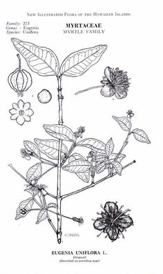 Hardenbergia Tattoo, Pulmaria Plant Tattoo, Henbane Botanical Illustration, Petrea Volubilis, Pimelea Ferruginea, Botany, Tatting, Doodles, Hair Accessories