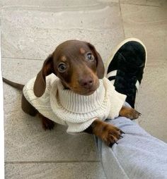 a small brown dog wearing a sweater sitting on top of someone's leg and looking up at the camera