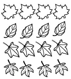 the different types of leaves that can be seen in this drawing