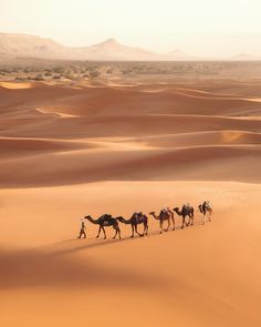 a group of camels walking through the desert