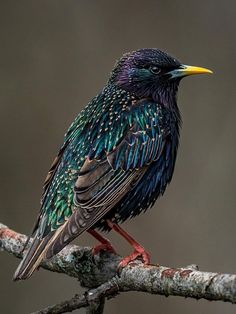 a colorful bird sitting on top of a tree branch