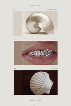 four different types of lipstick and seashells on the bottom, one with pearls in it