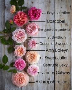 the names of different flowers on a wooden surface with leaves and stems labeled in english