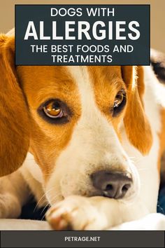 As a dog owner, it can be heartbreaking to see your pup suffering from allergies. Just like humans, dogs can experience allergic reactions to certain foods or environmental factors. The good news is that there are plenty of options available when it comes to managing your dog's allergies. In this article, we will discuss the best food and treatments for dogs with allergies. Homemade Dog Food For Allergies Itch Relief, Dog Food Allergy Diet, Dog Treats For Allergies, Dog Allergy Remedies, Dog Food For Skin Allergies, Oatmeal For Dogs