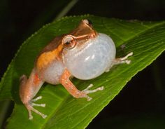 a frog sitting on top of a green leaf next to a white bubble in it's mouth