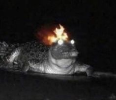 a large alligator in the dark with its head turned to look like it is on fire