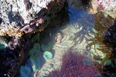 an underwater view of seaweed and rocks