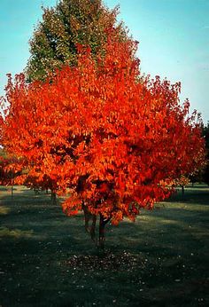 a red tree in the middle of a field