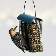 a bird that is eating out of a bird feeder