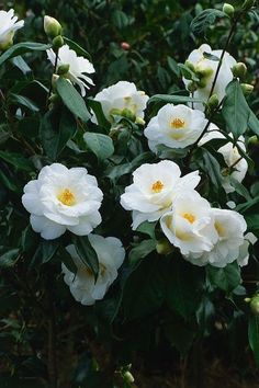 white flowers blooming in the garden with green leaves