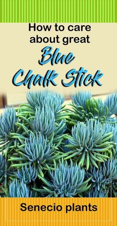 blue plant with the words how to care about great blue chalk stick