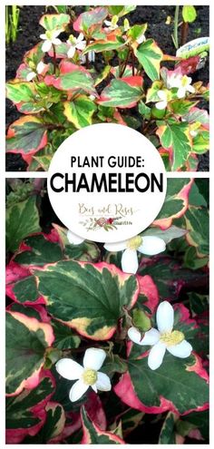 the plant guide for chamelon is shown in two different pictures, with text overlay