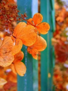 some orange leaves are hanging from a tree