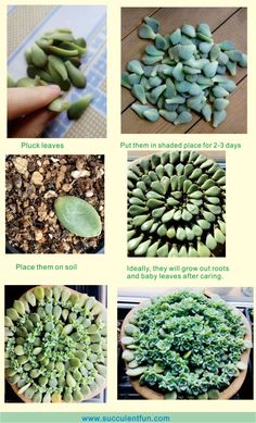 instructions on how to grow succulent plants