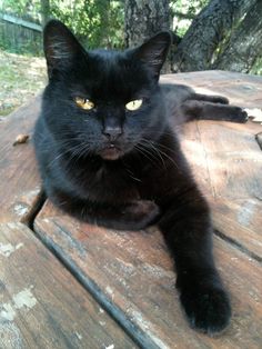 a black cat sitting on top of a wooden table next to a tree and fence