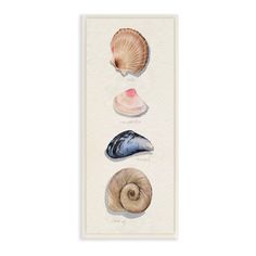 three seashells on a white background