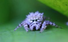 a close up of a spider on a leaf