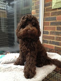 a brown dog sitting on top of a bed next to a brick wall and window