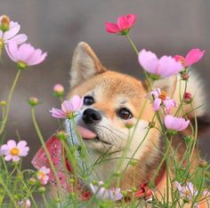 a small dog sticking its tongue out in the grass with pink flowers around him and looking at the camera